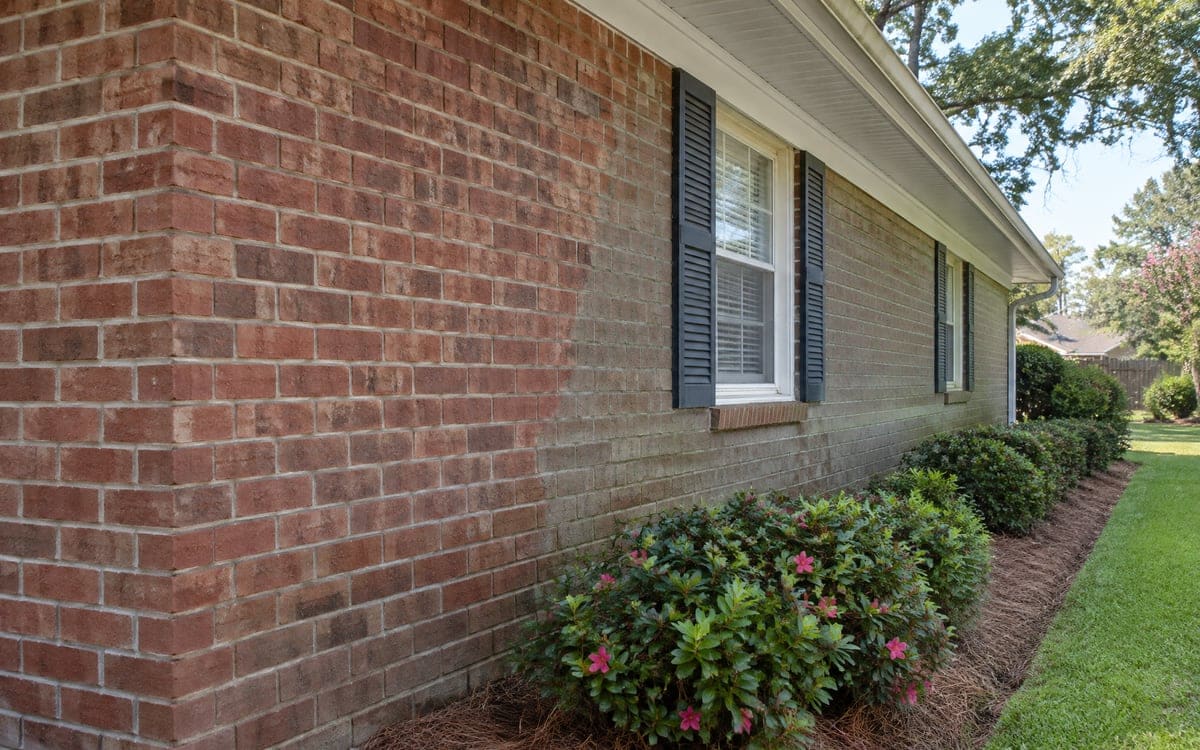 A red brick ranch's side wall carries a soft gray-green haze on the lower bricks, above a row of trimmed azaleas and a pine-straw bed.